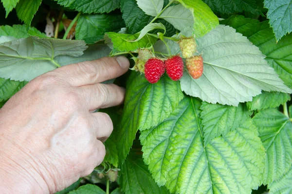 Yaşlı kadının eli ahududu dalını tutuyor. Yeşil yaprakların arkasındaki olgun böğürtlenlerden bir demet. Ahududu çalısı hastalığı, magnezyum eksikliği.