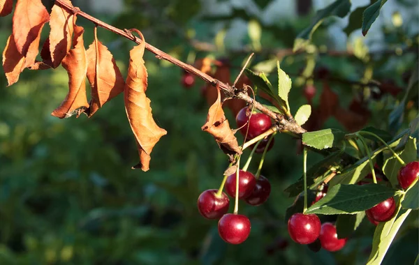 Kiraz ağacı hastalıkları. Kiraz Yaprağı Kavurucu. Erwinia amylovora. Tehlikeli bakteriler yaprakları enfekte eder. Meyve bahçesi sorunları. Hasat hatası