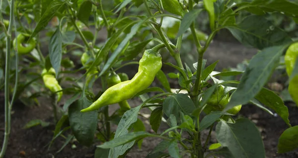 Çalının üzerinde kırmızı biber yetişiyor. Bahçedeki sebze yatağında taze yeşil meyveler. Afişler için tarım geçmişi. Ekin zamanı