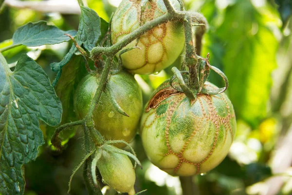 Diseases of tomatoes. Tomato zippering. Thin brown necrotic scars on the fruits. Zipper-like lesion. Groovers into the fruit flesh and deformation of the surface. Agricultural problems
