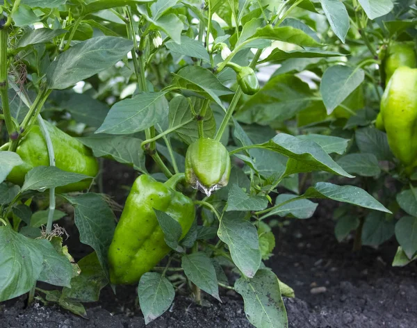 Pepper diseases. Rotten green bell pepper damaged of the fungus on the bush. Botrytis blight. Fruits is rot on the vegetables bed. Crop loss. Agricultural problem