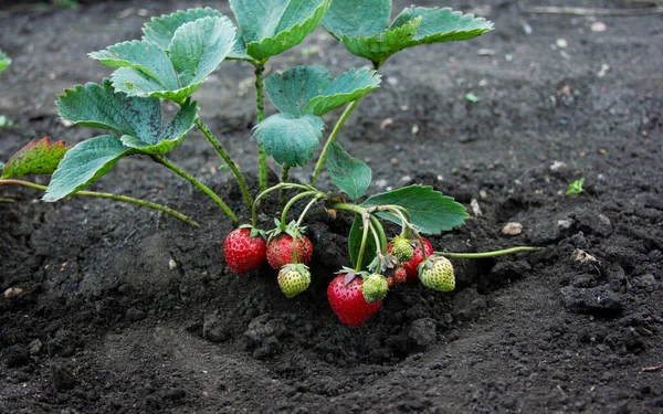 Çilek, genç çalıların üzerinde olgunlaşıyor. Yeşil yapraklı kırmızı böğürtlen ve toprak arka planda. Bitki ve üreme aşaması