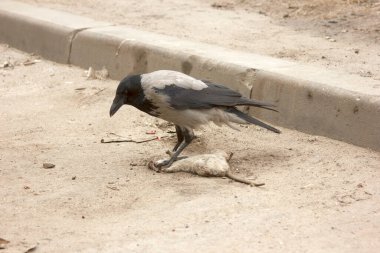 Kuş ölü kemirgeni yiyor. Gri karga ve gri sıçan. Corvus corone cornix. Rattus norvegicus. Besin zinciri