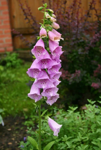 Jeden Krásný Fialový Květ Dešti Zahradě Digitalis Purpurea Foxglove — Stock fotografie