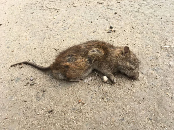 Şehirde ölü gri sıçan var. Rattus norvegicus. Yoldaki şehir manzarası