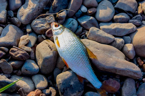 Yakalanmış balık taşların üzerinde yatıyor. Akşamları nehirde balık tutarız. Doğal kayalar arka planı