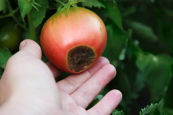 Blossom end rot on the red tomato. Damaged fruit in the farmer hand. Close-up. Disease of tomatoes. Crop problems. Blurred agricultural background. Low key