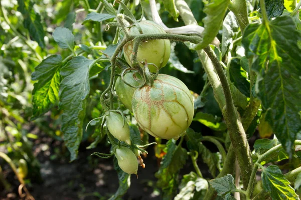 Tomato Zippering 토마토의 지퍼같은 병변이요 과일에 괴사성 흉터가 있어요 과일의 — 스톡 사진