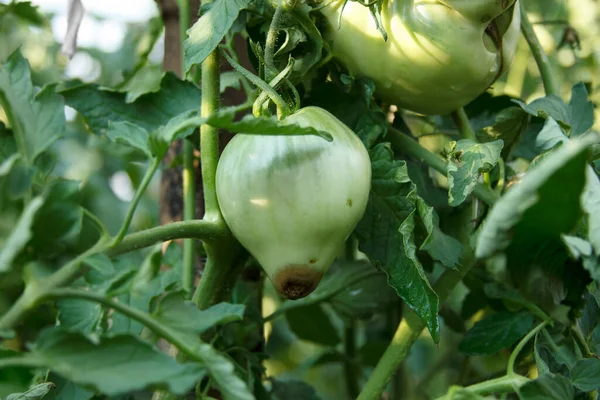 Fim Flor Apodrece Frutas Danificadas Mato Doença Tomates Tomate Verde — Fotografia de Stock