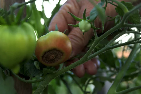 Domatesin üzerinde çürük var. Çalılıklardaki hasarlı meyve. Domates hastalıkları. Çiftçinin elindeki yarı kırmızı domates. Ekin sorunları