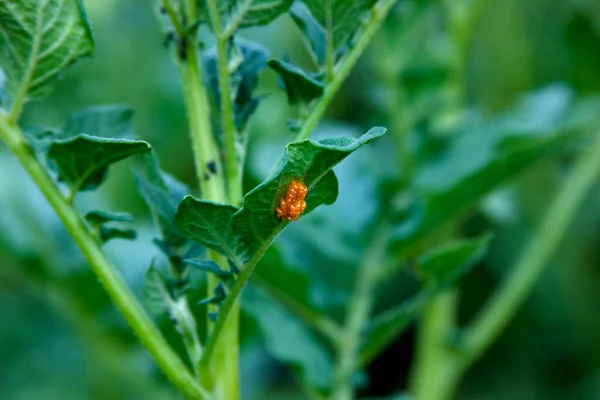 Orange Eggs Colorado Potato Beetle Leaf Potato Bush Green Blurred — Stock Photo, Image