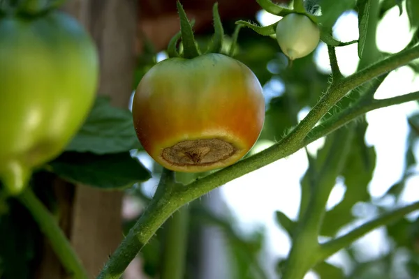 Doença Tomates Flor Apodrece Tomate Fruta Semi Vermelha Danificada Mato — Fotografia de Stock