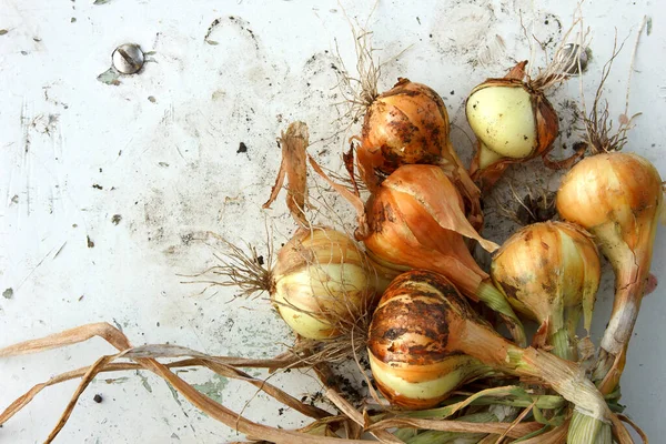 Oignon Nature Morte Extérieur Bulbes Après Avoir Creusé Dans Sol — Photo