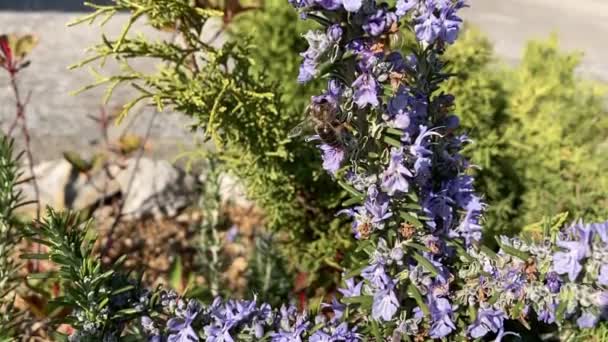 Abeja Chupando Néctar Flores Romero Día Soleado Vídeo Cámara Lenta — Vídeos de Stock