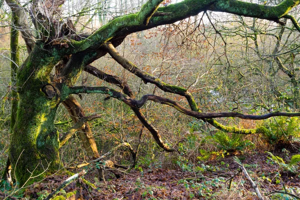 Sankey Canal Der Sankey Canal Nordwesten Englands Verbindet Helens Mit — Stockfoto