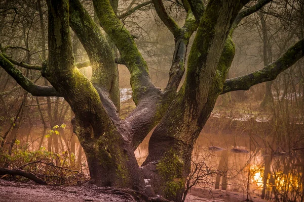 Sankey Valley Park Ist Ein Landschaftspark Warrington Der Lineare Park — Stockfoto