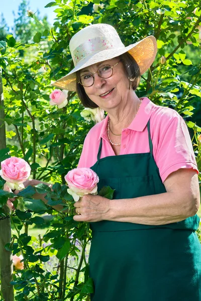 Gardener standing next to tall pink roses. — Stock Photo, Image