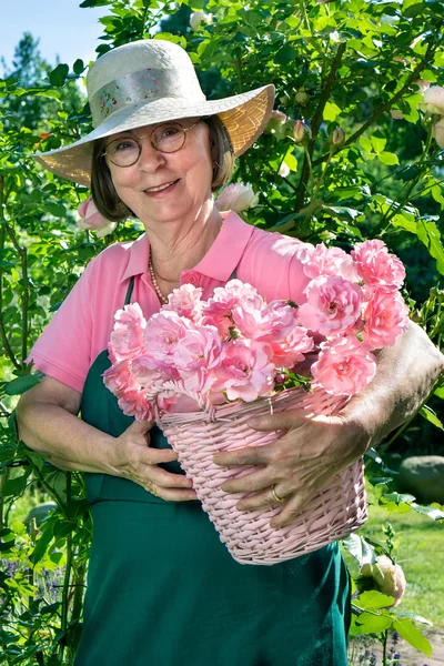 Gardener holding basket of roses — Stock Photo, Image