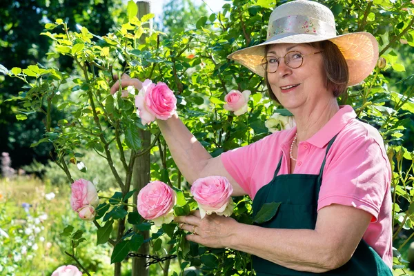 Tuinman permanent naast hoog roze rozen. — Stockfoto