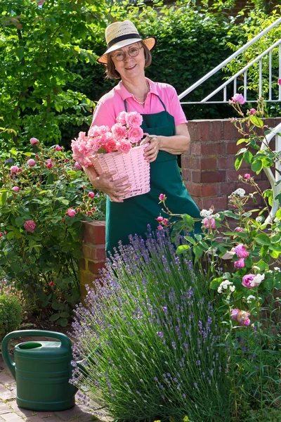 Ogrodnika gospodarstwa kosz róż — Zdjęcie stockowe