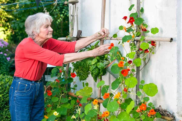 Senior vrouw die werkt in de tuin — Stockfoto