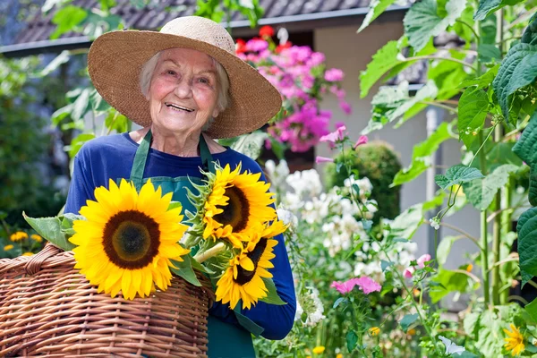 Donna anziana che porta cestini di girasoli — Foto Stock