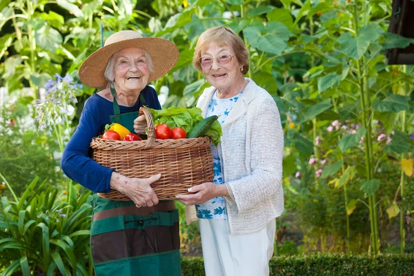 Äldre kvinnor innehar korg med grönsaker Stockbild