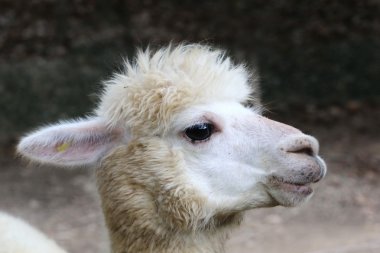 Alpaca, gözlerini kapat.