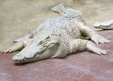 Beyaz timsah parkta, albino