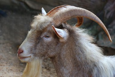 long horn goat, nature wildlife clipart