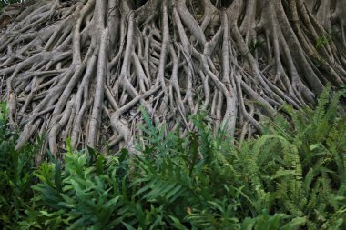 banyan root, big tree root clipart