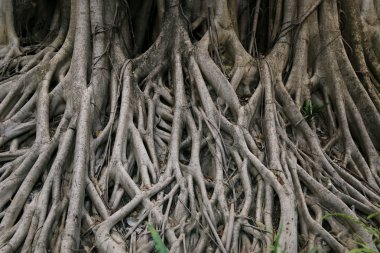 banyan kökü, büyük ağaç kökü