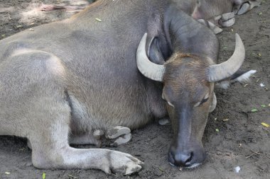 Bufalo, su bufalosu çiftlikte