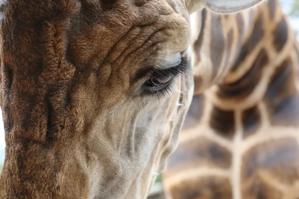 Närbild Öga Giraff — Stockfoto