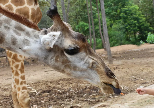 キリンの目を閉じて — ストック写真