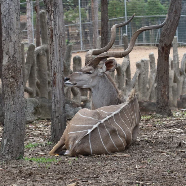 Africa Eland Con Corno Twist Animale — Foto Stock