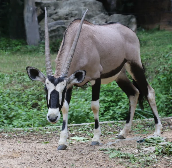 Gemsbok Dier Het Bos — Stockfoto