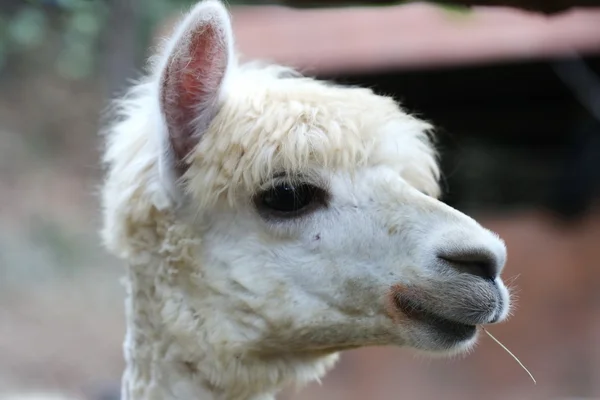 Alpaca Öga Nära Håll — Stockfoto