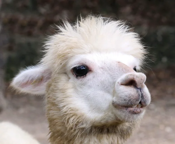 Alpaca Occhio Vicino — Foto Stock