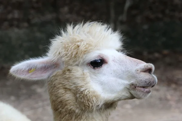 Alpaca Eye Close — Stock Photo, Image