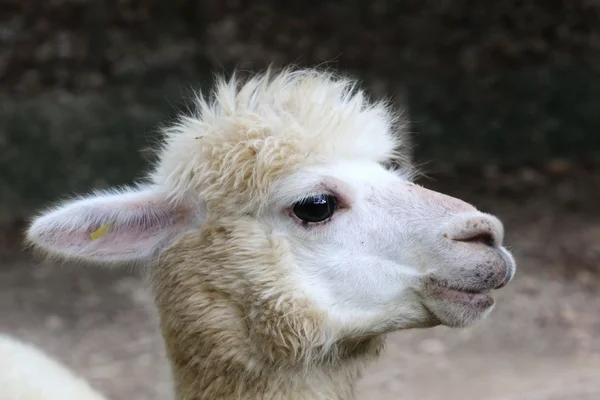 Alpaca Mira Cerca — Foto de Stock