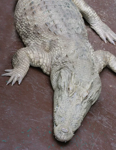 Crocodilo Branco Parque Albino — Fotografia de Stock