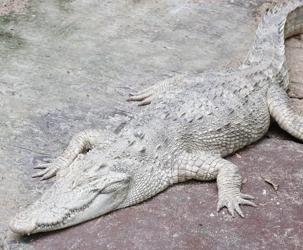 Vit Krokodil Parken Albino — Stockfoto