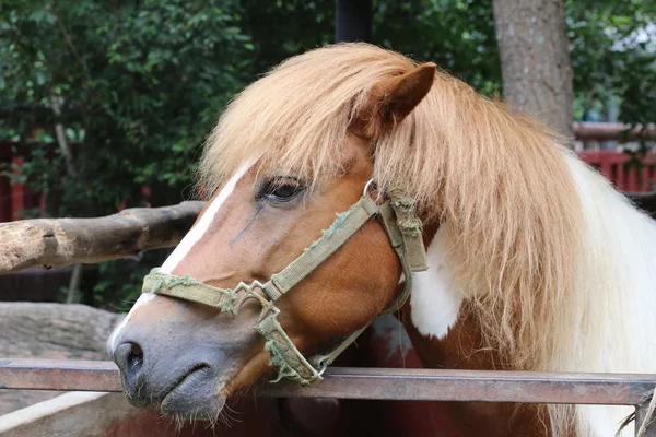 Κοντινό Πλάνο Brown Horse Κεφάλι — Φωτογραφία Αρχείου