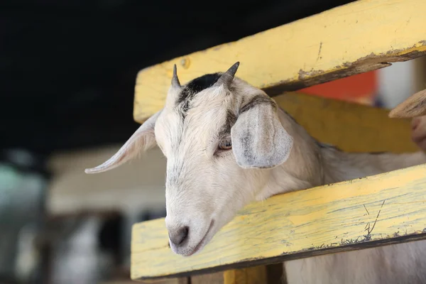 Yakın Çekim Genç Keçi Kafası — Stok fotoğraf