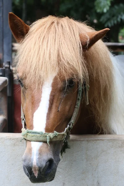 Primer Plano Cabeza Caballo Marrón — Foto de Stock