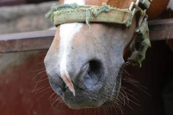 Primer Plano Cabeza Caballo Marrón — Foto de Stock