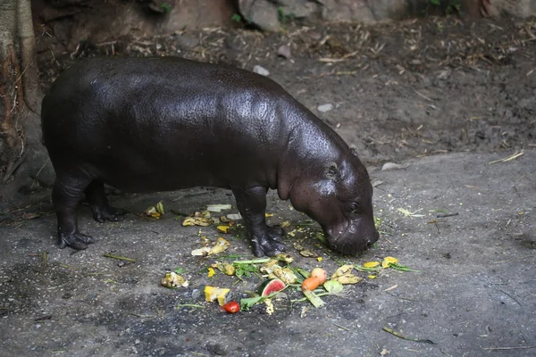 Hippopotame Pygmée Dans Parc — Photo