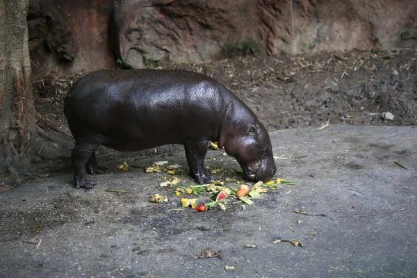 Hippopotame Pygmée Dans Parc — Photo