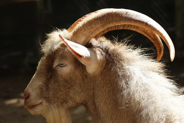 Langes Horn Ziege Natur Tierwelt — Stockfoto